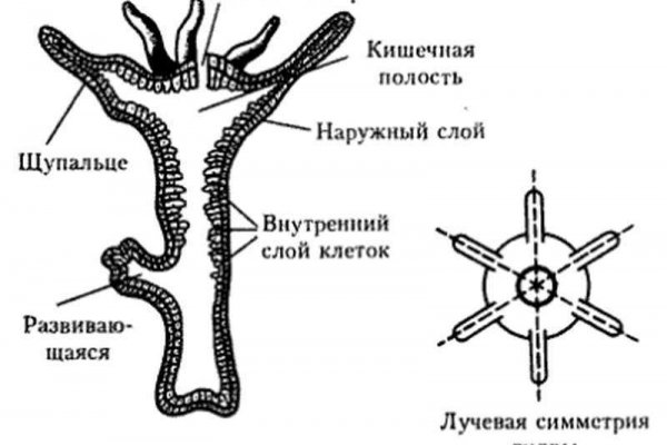 Kraken сайт даркнет