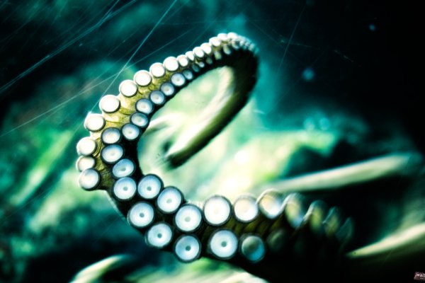 Кракен официальная ссылка kraken torion